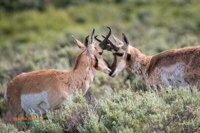 Pronghorn Stare down 12