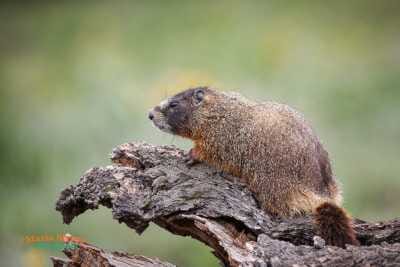 Teton Marmot on Tree 27