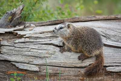 Yellow-bellied Marmot on log 16
