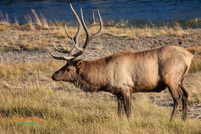Elk in Rut 203