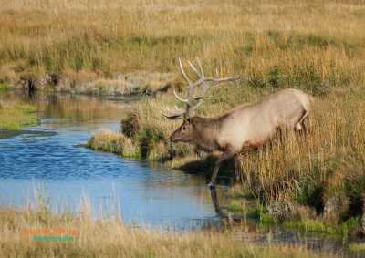 Bull Elk on the Madison River 26