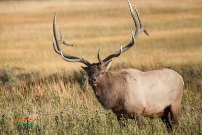 Bull Elk in Madison Valley 9