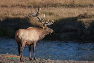 Male Elk in Rut 205