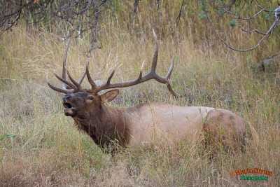 Yellowstone Bull Elk 579