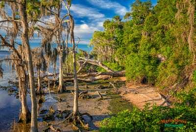 The St. John's River just south of Jacksonville, Florida opens up to shorelines of beautiful trees.