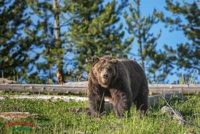 Male Grizzly Bear 142