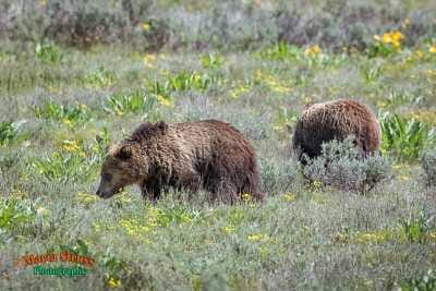 Grizzly Bear Bondie Cubs 27