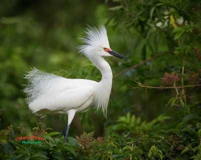 Snowy Egret in Breeding Color 14
