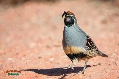 Valley of Fire Gambel Quail  11