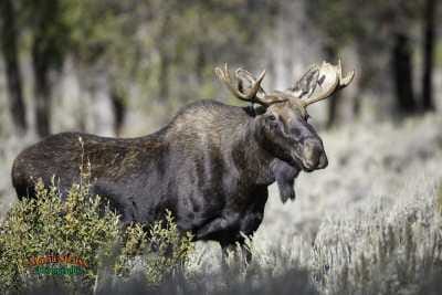 Bull Moose in Tetons 650