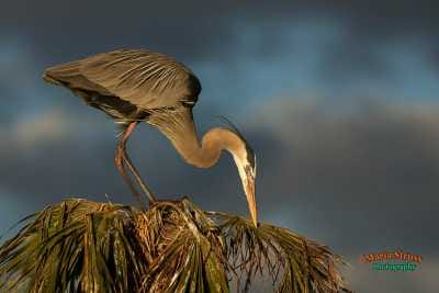 A Great Blue Heron checks out a potential nesting site on top of a palm tree in Central Florida.  Great Blue Herons typically nest in trees located by bodies of water for easy access to food.