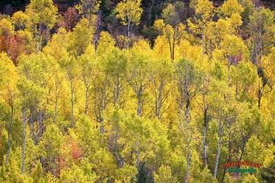 Northern Utah Aspen Trees