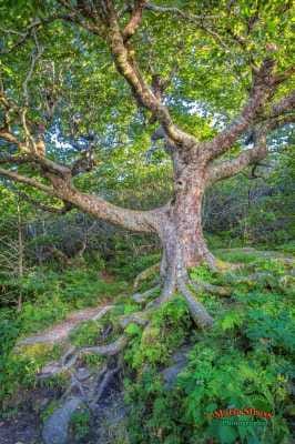 Old Beech Tree
