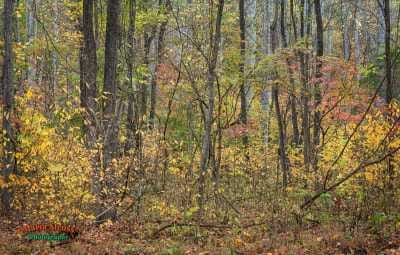 Smoky Mountain Fall Forest