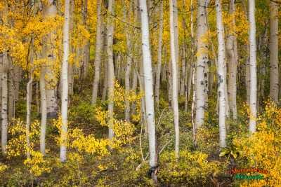Fall Aspen Trees 265