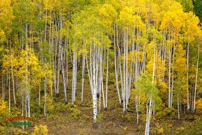 Early Fall Aspen Trees 442