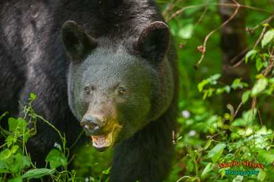 Smoky Mountains Black Bear 4