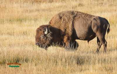 Yellowstone Bison in Field 20