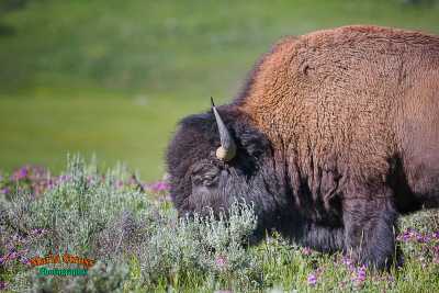 Yellowstone Bison 12