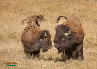Yellowstone Bison Pair