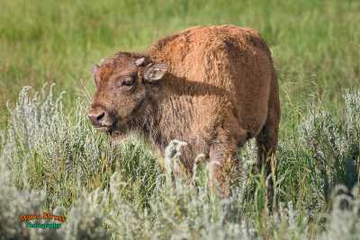 Red Dog Bison Calf 57
