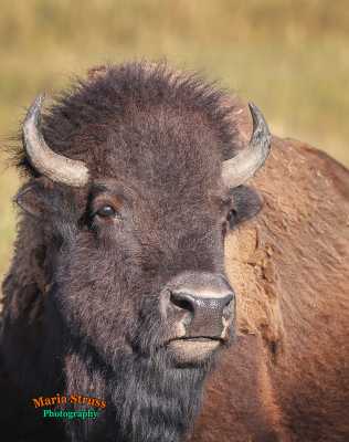 Bison Portrait 3570