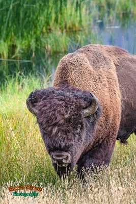 Bison in Yellowstone's Lamar Valley 316