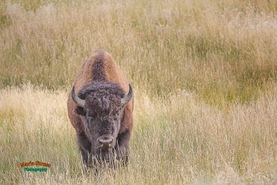 Yellowstone Bison in Field  320
