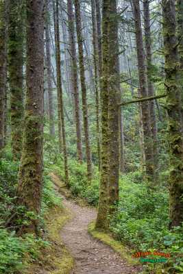 Oregon Alder Forest