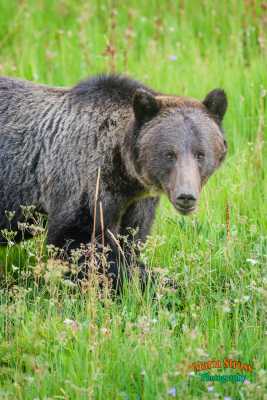 Yellowstone Grizzly Bear 20