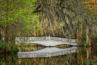A beautiful wooden white bridge at Magnolia Gardens creates a romantic feeling to this southeastern swamp garden.