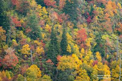 Blue-Ridge-Parkway-in-Fall-Trees-17
