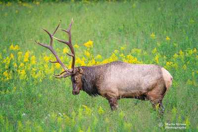 Smoky Mountain Elk and Goldenrod