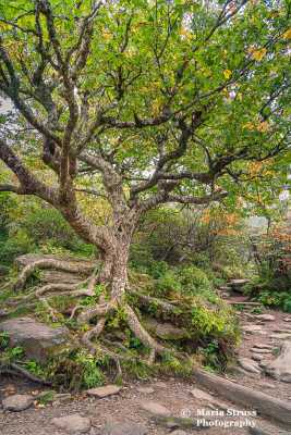 Blue Ridge Parkway Craggy Gardens Tree 400
