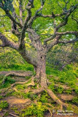 Blue Ridge Parkway Craggy Gardens Beech  Tree 2