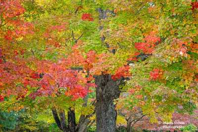 Fall Maple Tree