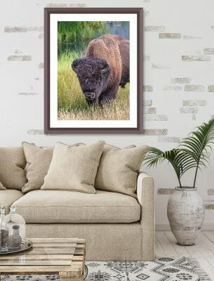 BISON IN LIVING RM