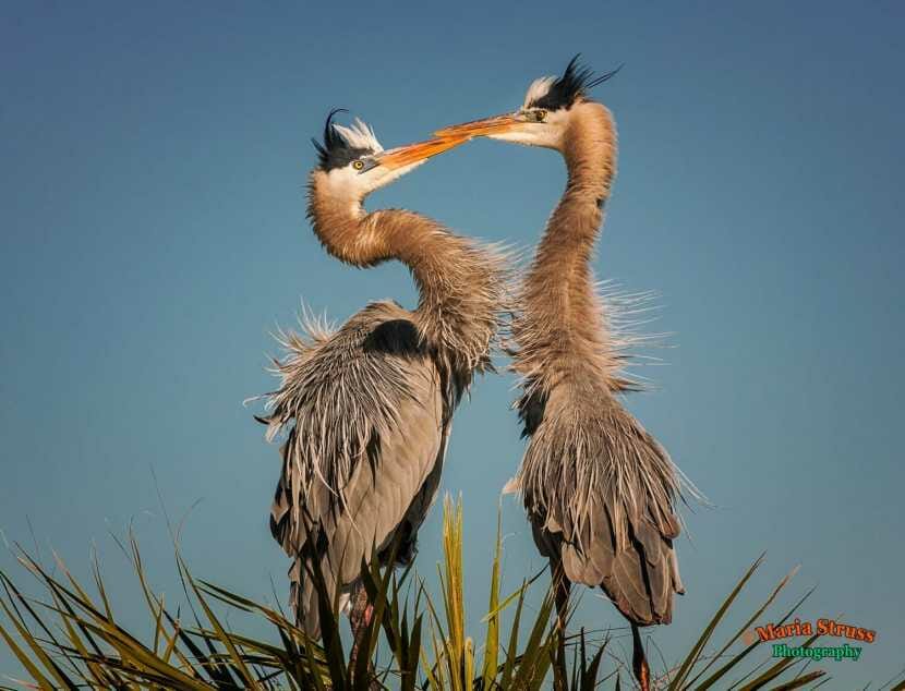 Great Blue Heron Courtship 84