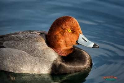 Redhead Duck 1