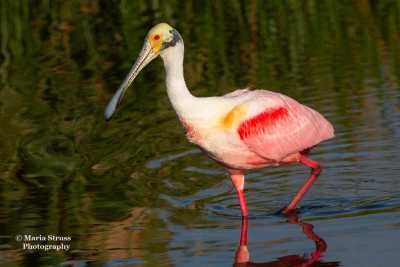 Roseatte Spoonbill fishing in a pond at Wakodatachatee Wetlands