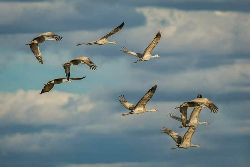 Whitewater Draw Sandhill Cranes in Flight 393
