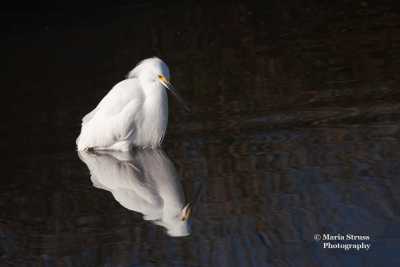 Snowy Egret Reflection 12