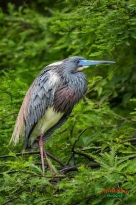 Tricolored Heron in Trees 50