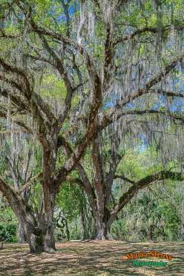 Lake Griffin Oak Trees
