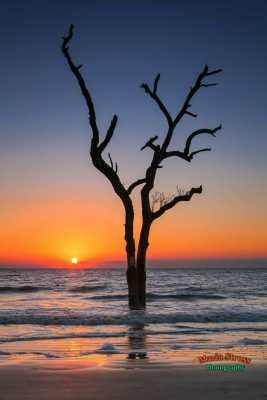 Hunting Island Dead Tree Sunrise 101