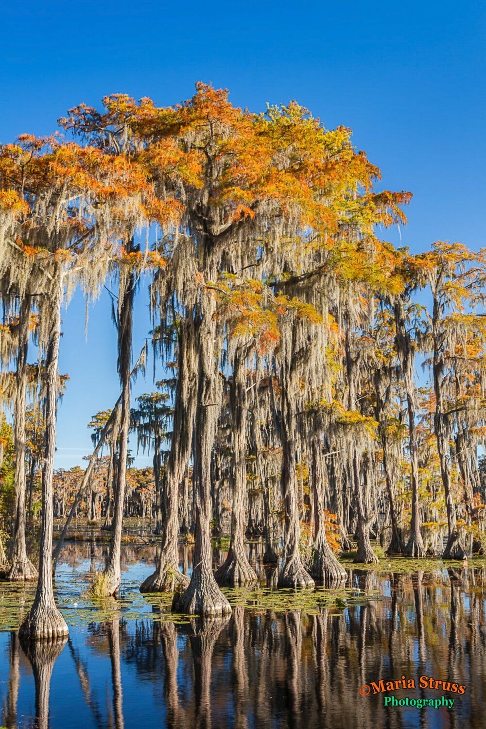 types of cypress trees in georgia