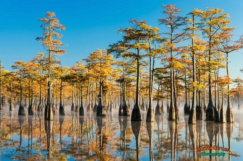 Cypress Trees in Fall 1