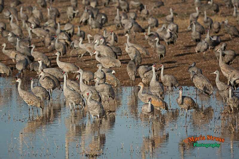 Each winter tens of thousands of sandhill cranes roost at Whitewater Draw in Southern Arizona.  Waterwater Draw Wildlife Refuge is a small 1600 acre refuge southeast of Tombsone, Arizona that draws from 20,000 to 30,00 cranes .
