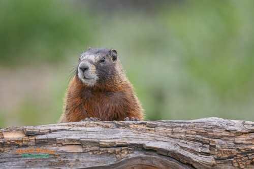 Yellow-bellied Marmot on log