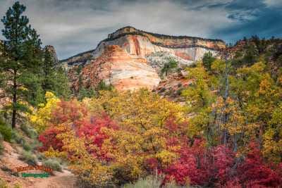 Zion National Park is one of the busiest national parks in the country and located just west of Springdale, Utah.  The park is filled with rock formations that create a stunning landscape.  In fall the autunm colors combine with the amazing red rocks for a spectular display of nature\'s beauty.